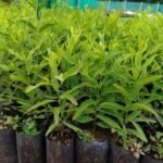 product-jpeg-500x500