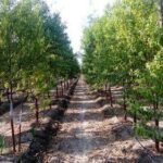 white-sandalwood-500x500