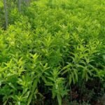 white-sandalwood-plant-500x500