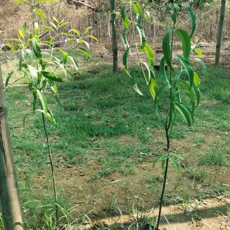 filter: 0; fileterIntensity: 0.0; filterMask: 0; module: h; 
hw-remosaic: 0; 
touch: (0.6875, 0.6875); 
modeInfo: ; 
sceneMode: SFHDR; 
cct_value: 0; 
AI_Scene: (16, -1); 
aec_lux: 150.50845; 
hist255: 0.0; 
hist252~255: 0.0; 
hist0~15: 0.0;