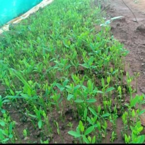 WhatsApp Image 2026-01-11 at 9.35.14 PM (1)