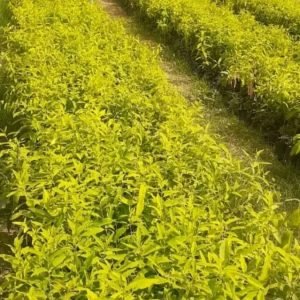 WhatsApp Image 2026-01-11 at 9.35.14 PM