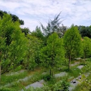 WhatsApp Image 2026-01-11 at 9.35.16 PM (1)