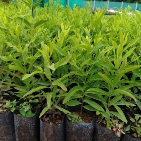 product-jpeg-500x500